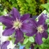 Clematis etoile violet: recenzije, grupa obrezivanja, njega